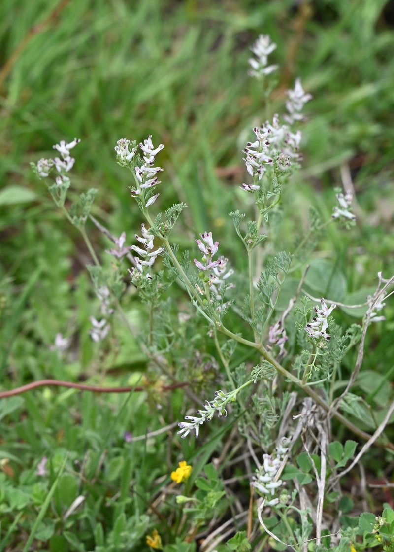 Fineleaf Fumitory photo 7