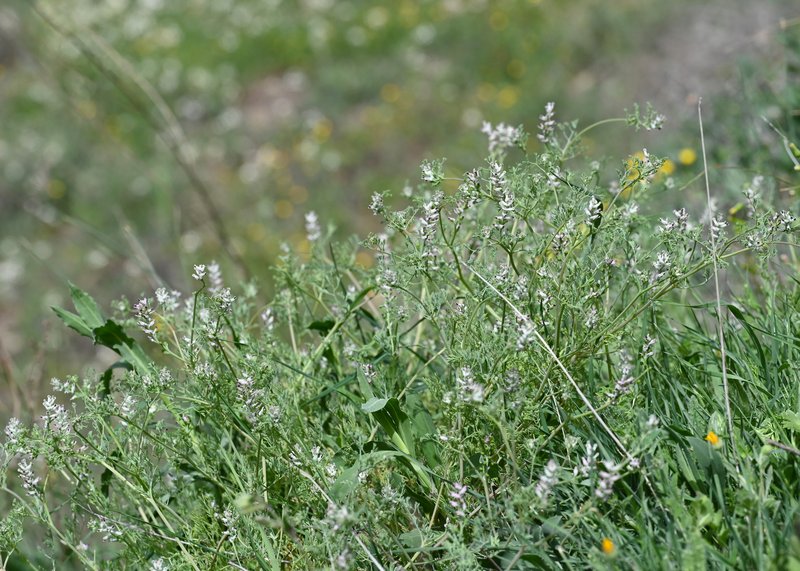 Fineleaf Fumitory photo 8