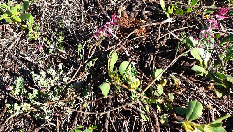 Fumaria petteri subsp. petteri