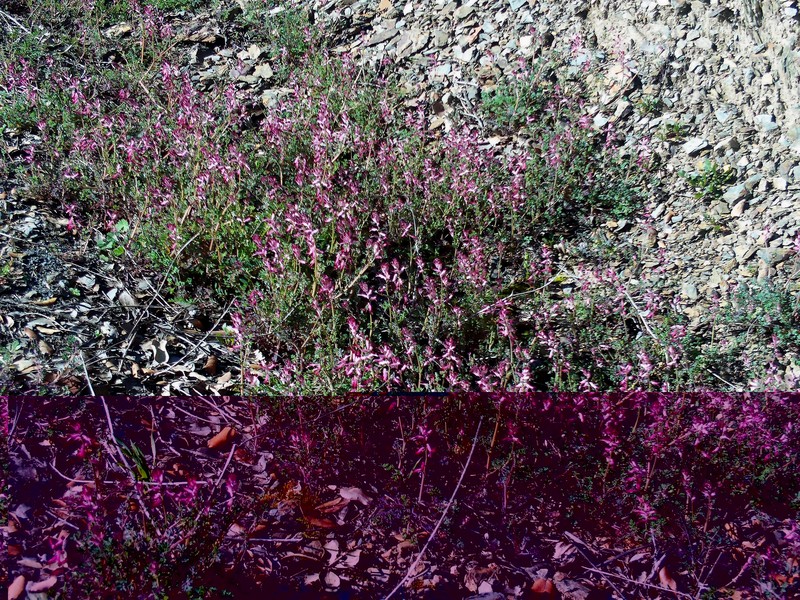Few-Flower Fumitory photo 4