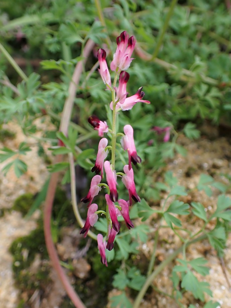 Few-Flower Fumitory photo 5