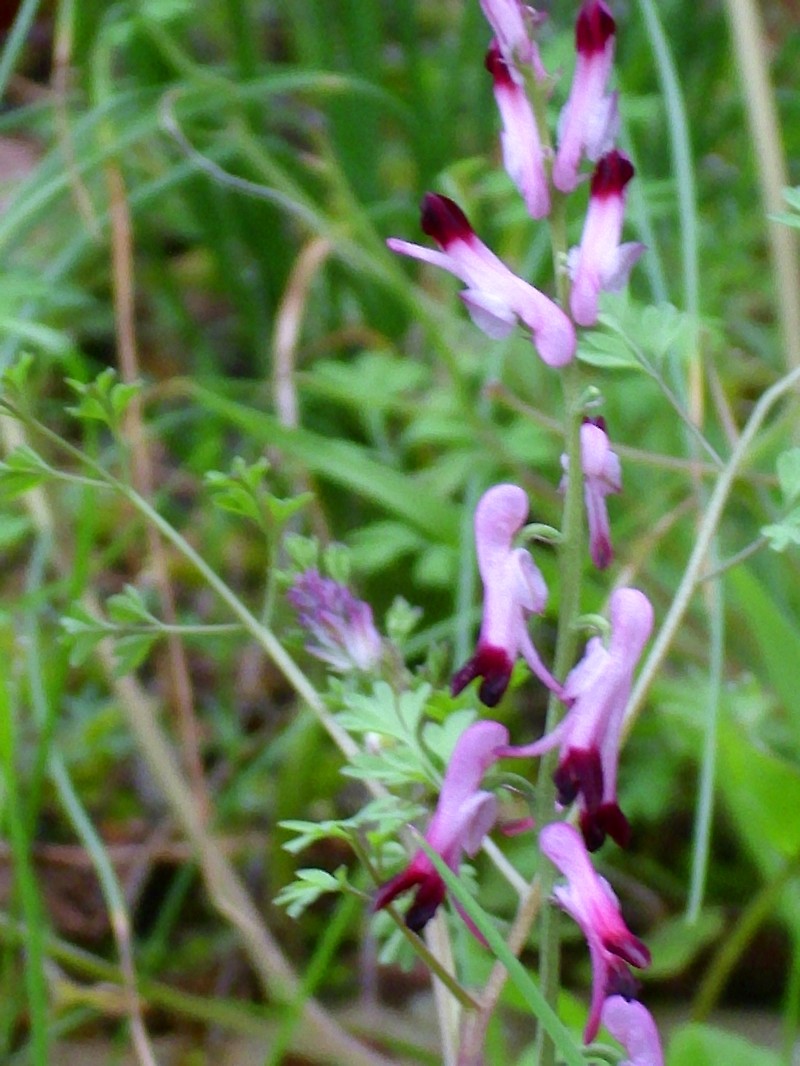 Few-Flower Fumitory