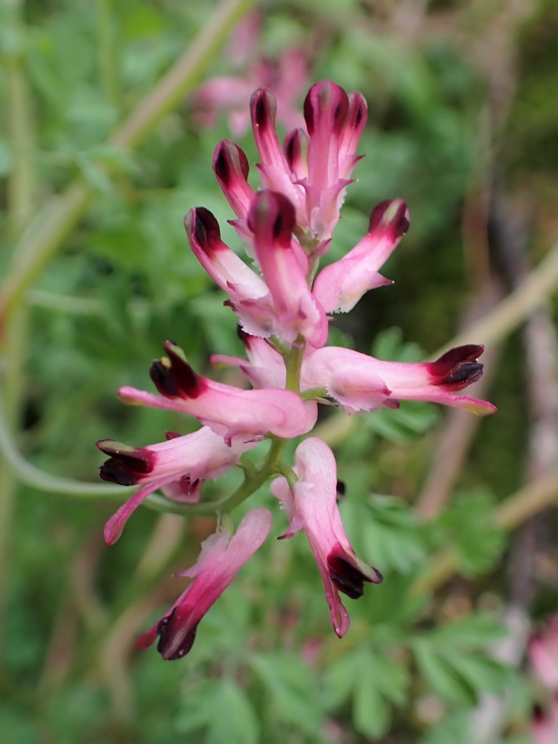 Few-Flower Fumitory photo 2