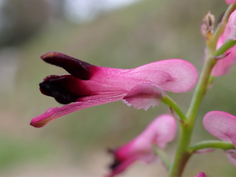 Few-Flower Fumitory photo 3