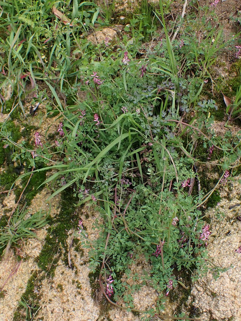 Few-Flower Fumitory photo 6