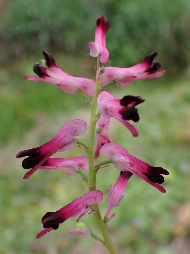 Few-Flower Fumitory photo 7