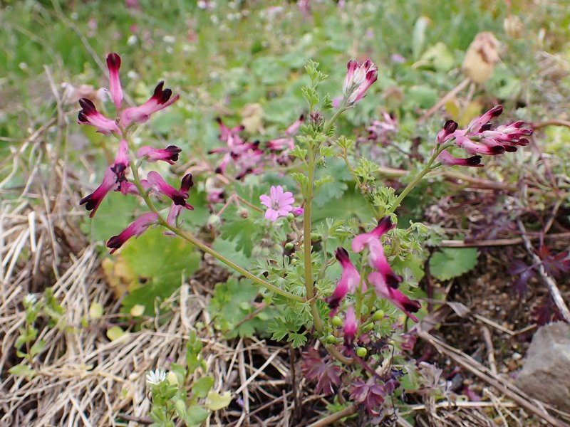 Few-Flower Fumitory photo 8