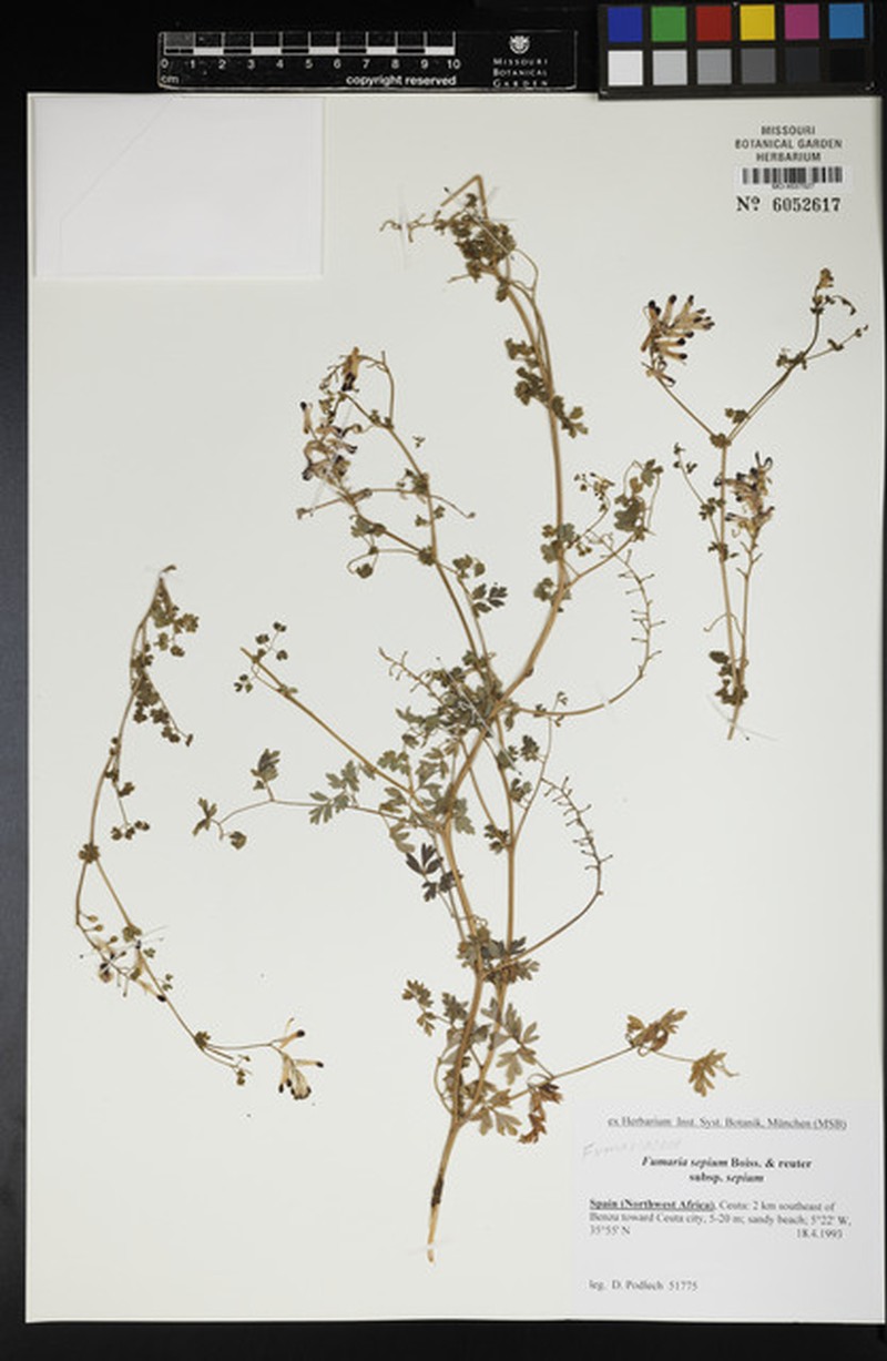 Fumaria sepium subsp. sepium