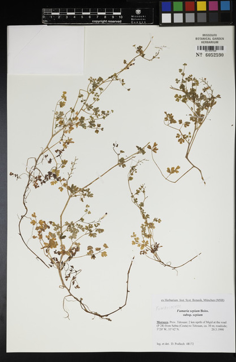 Fumaria sepium subsp. sepium photo 2