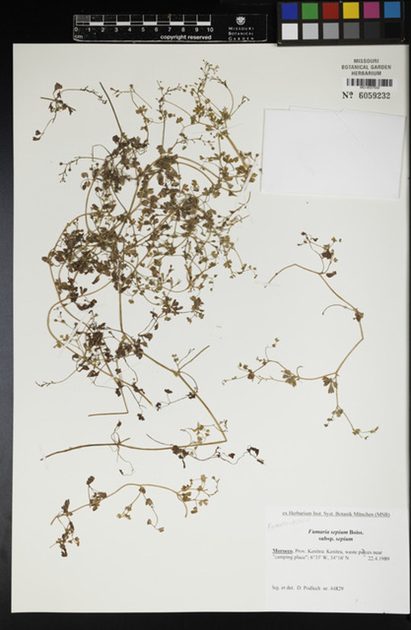 Fumaria sepium subsp. sepium photo 3