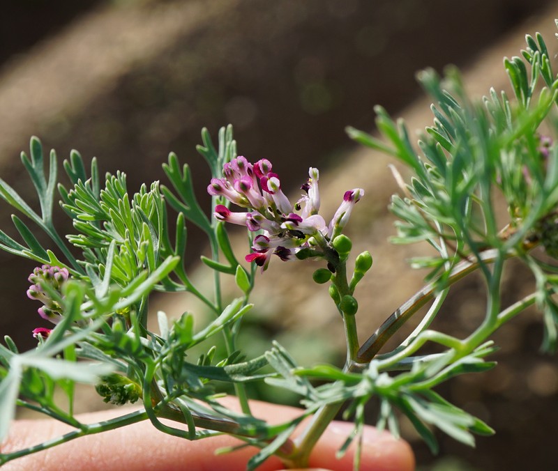 Earthsmoke photo 3