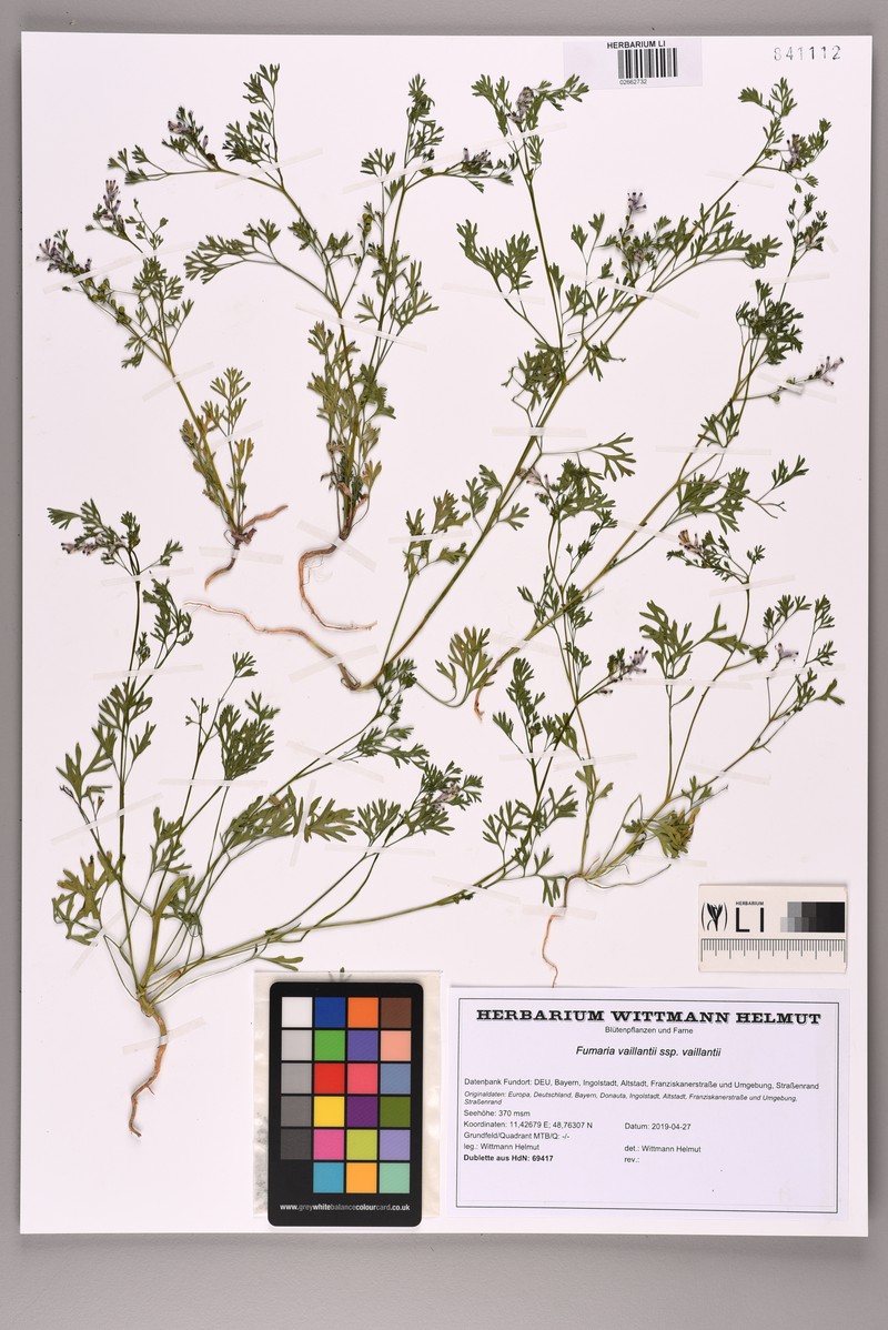 Fumaria vaillantii var. vaillantii