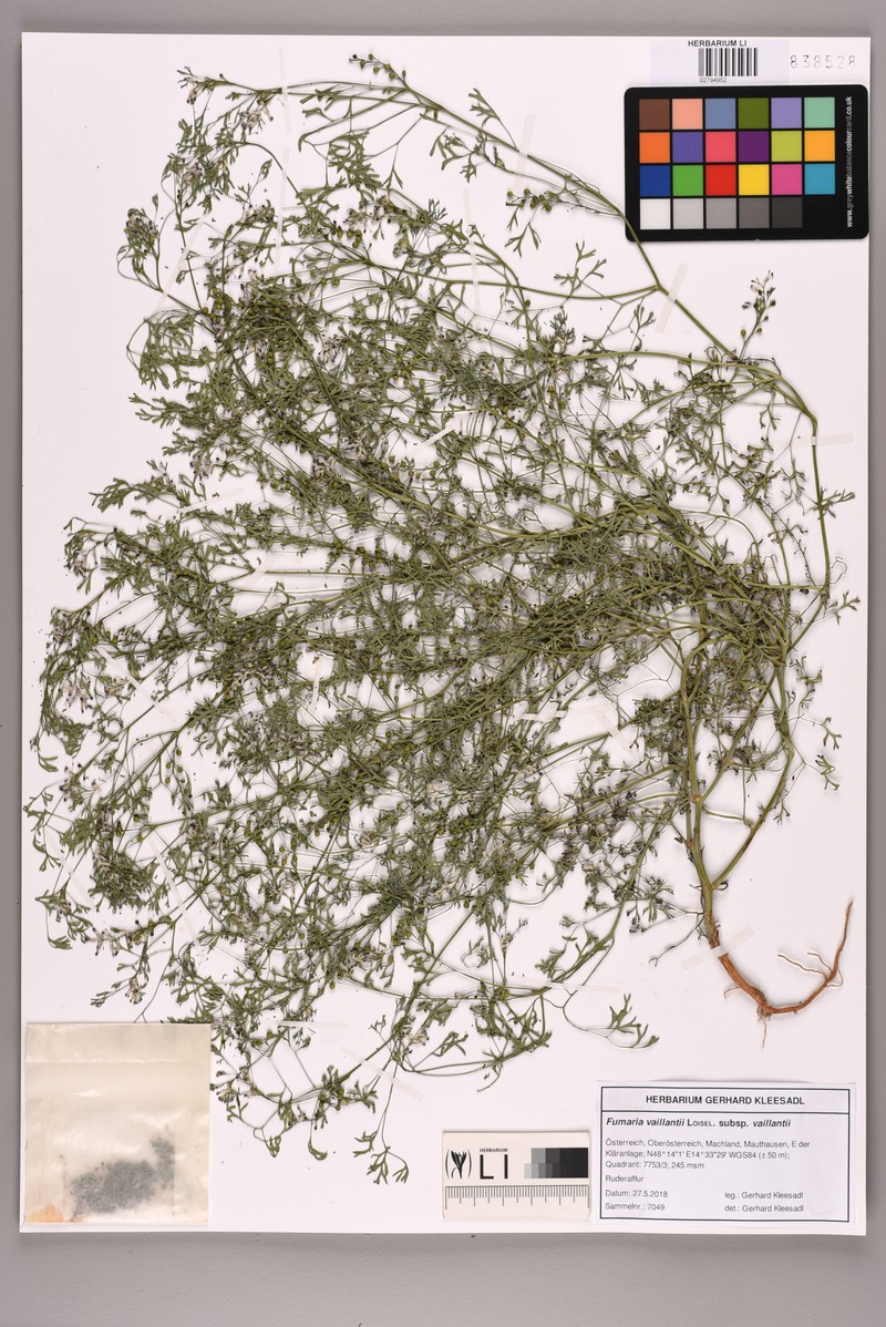Fumaria vaillantii var. vaillantii photo 2