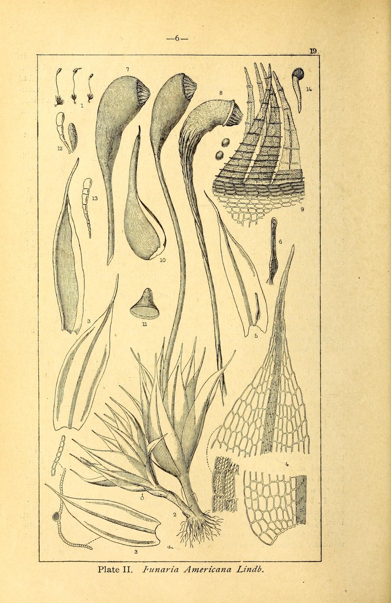 American Funaria Moss