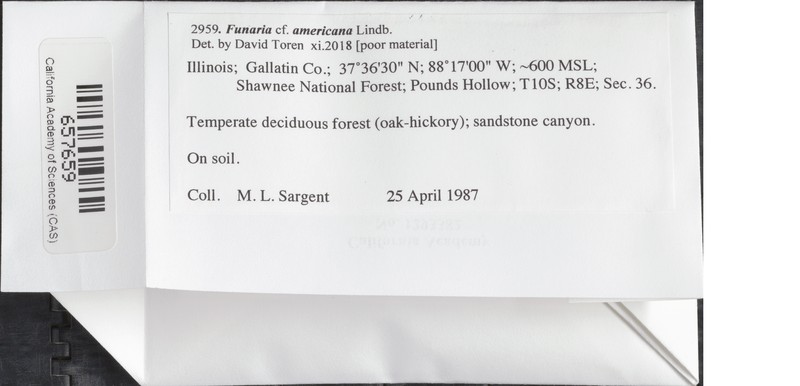 American Funaria Moss photo 2