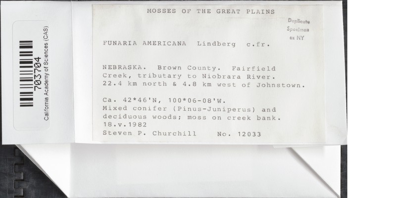 American Funaria Moss photo 4