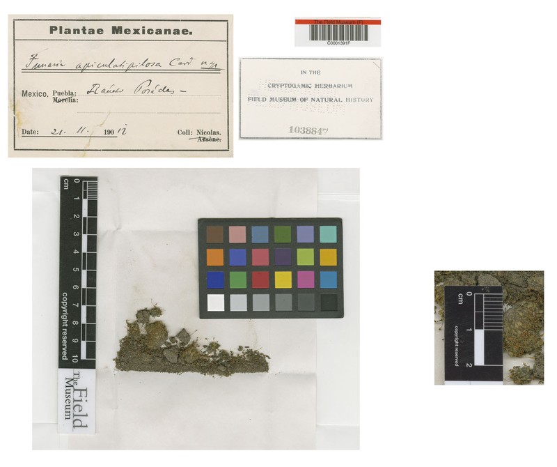 Apiculate Funaria Moss