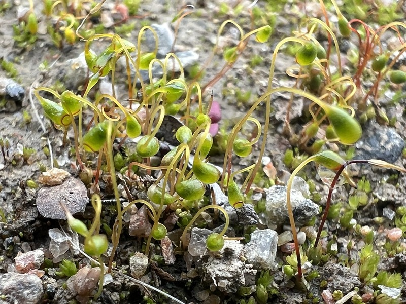 Arctic Funaria Moss photo 2