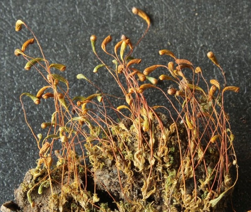 Funaria Moss