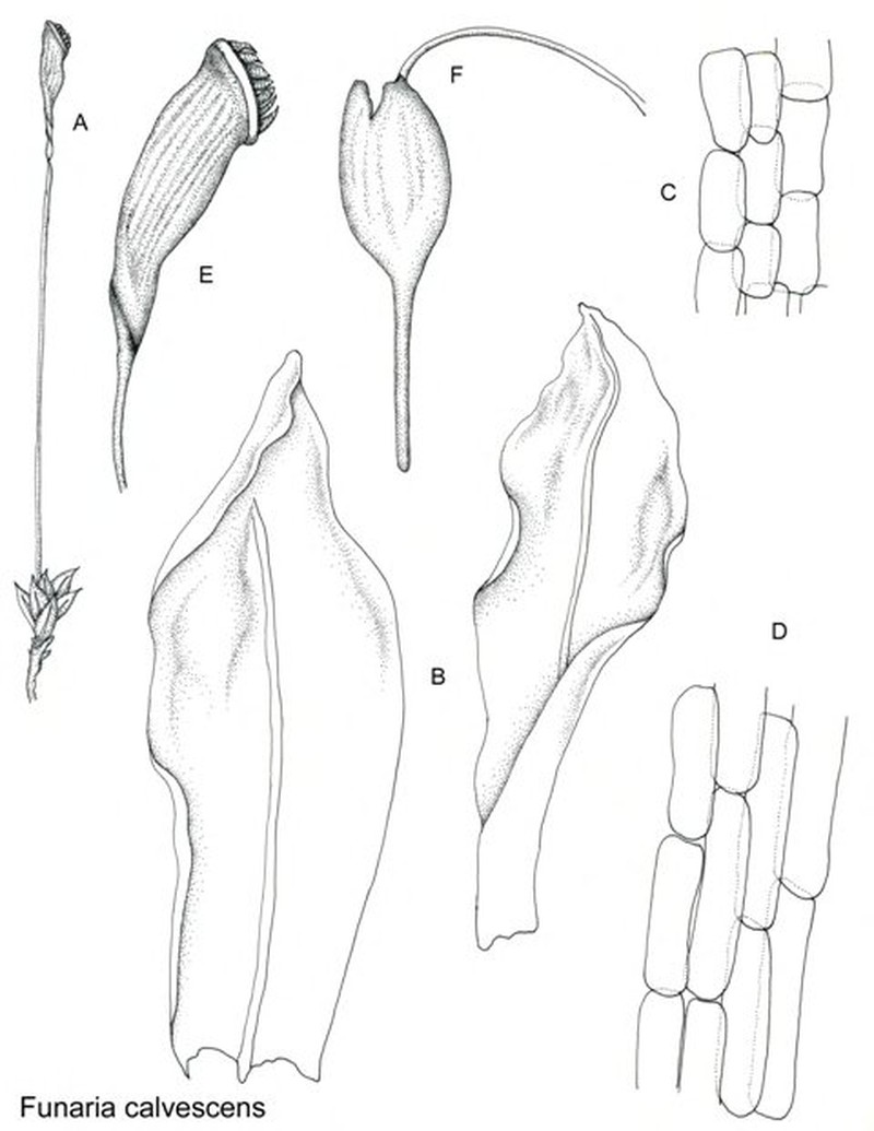 Funaria Moss photo 2