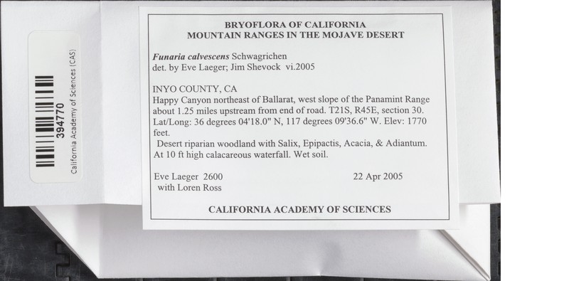 Funaria Moss photo 4