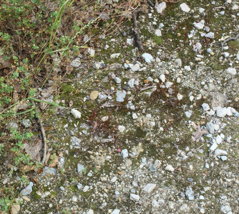 Funaria Moss