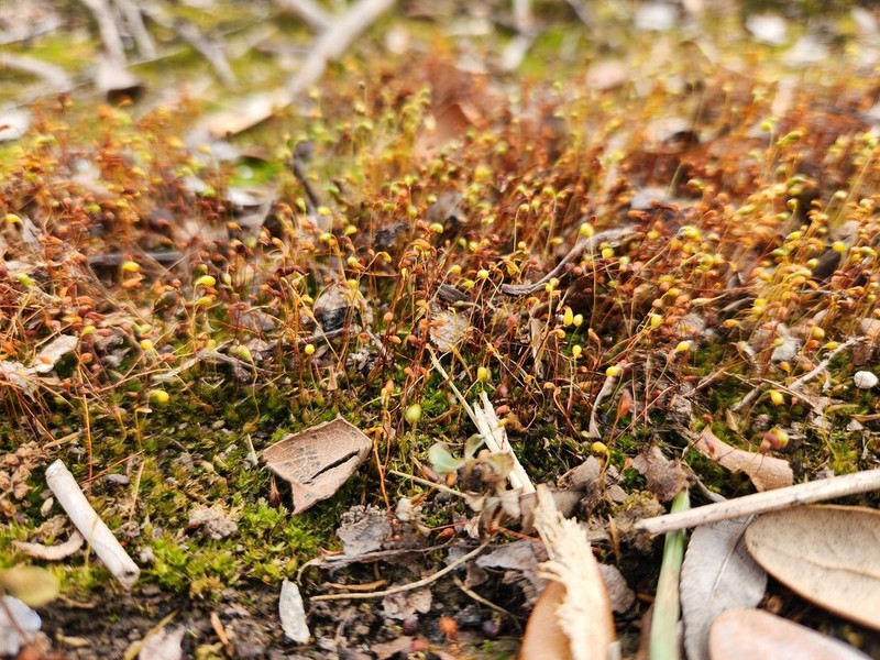 Funaria Moss photo 2