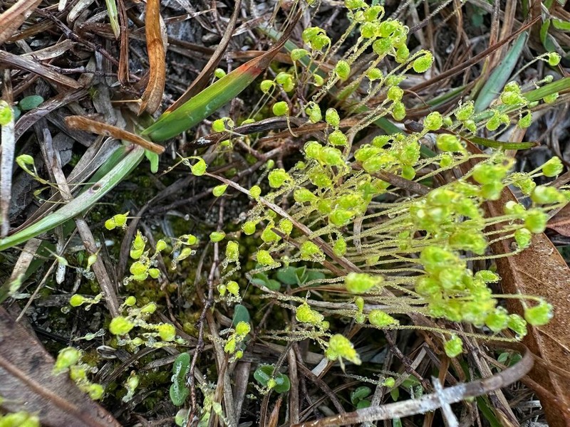 Funaria Moss photo 3