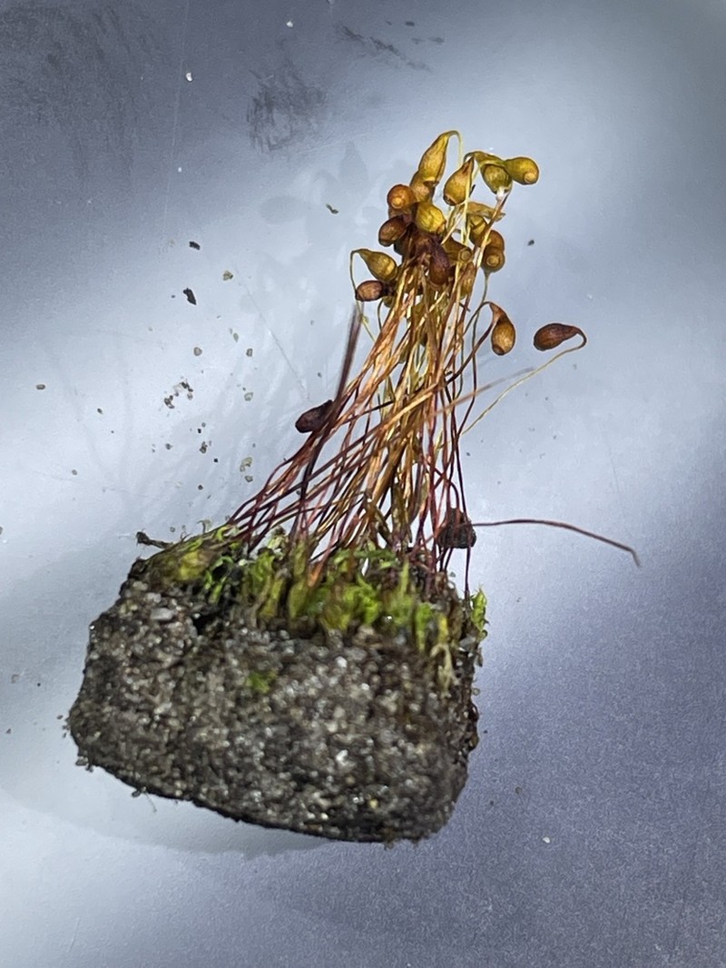 Funaria Moss photo 4