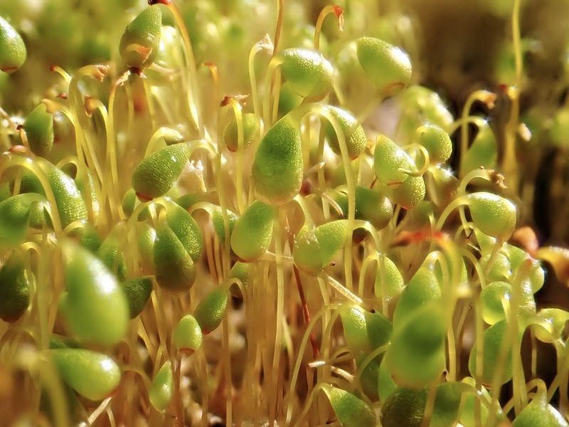 Funaria Moss photo 5