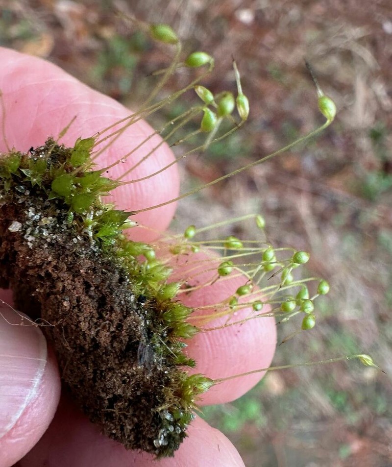 Funaria Moss photo 6