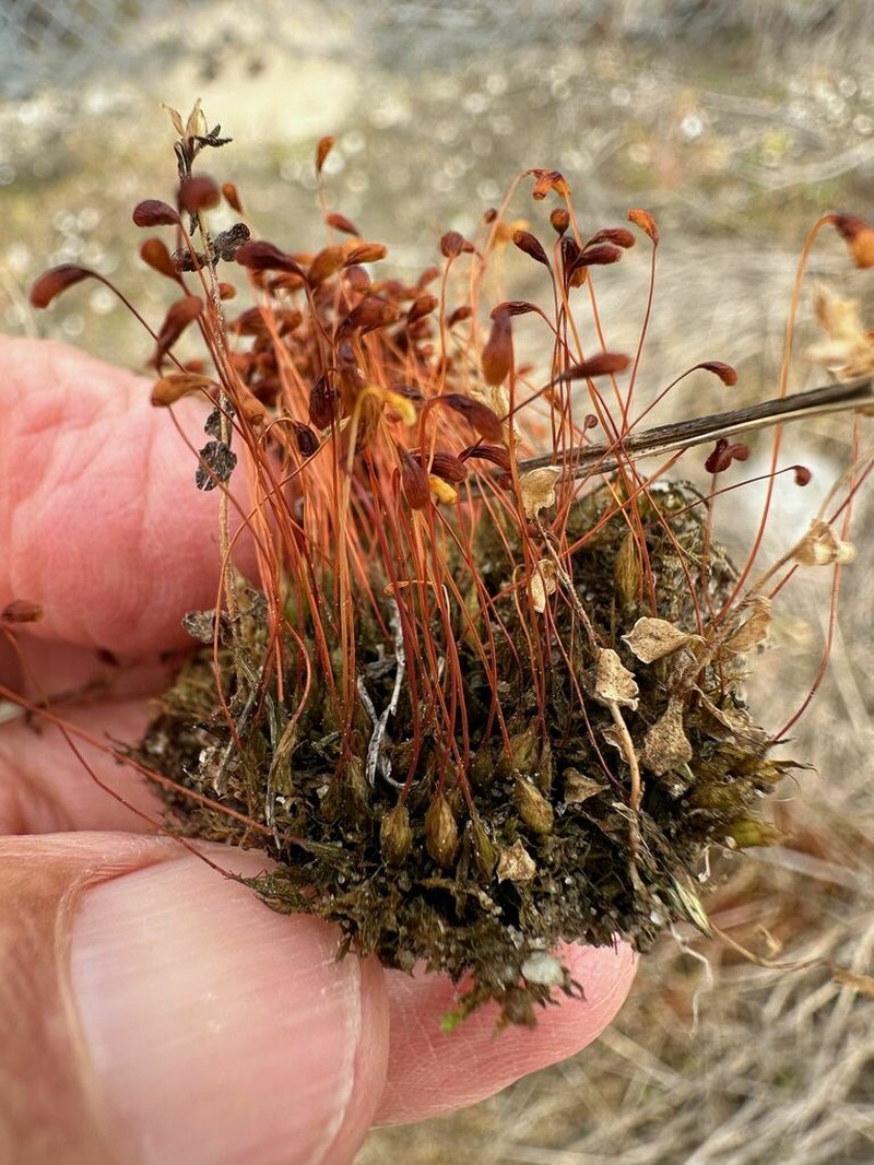 Funaria Moss photo 7