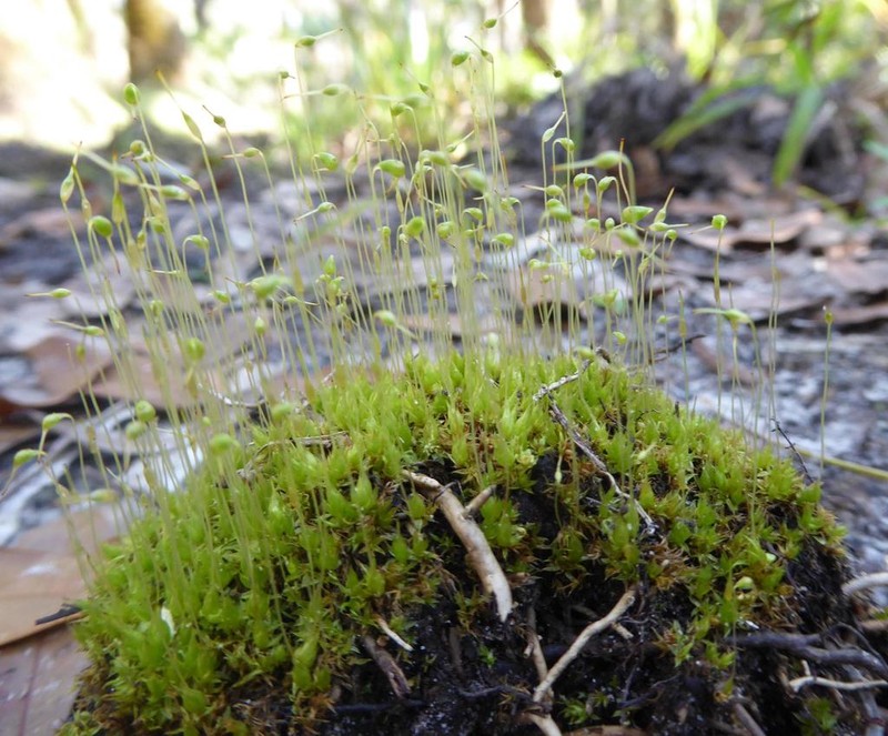 Funaria Moss photo 8