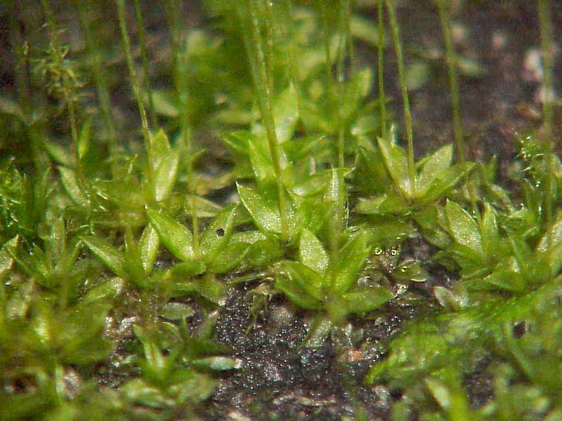 Funaria Moss