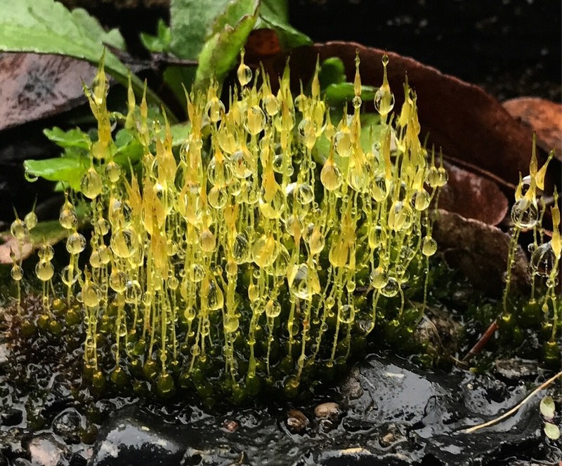 Funaria Moss