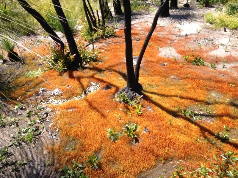 Funaria Moss photo 2