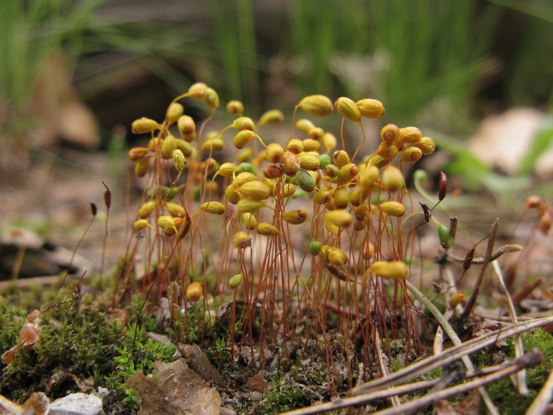 Funaria Moss photo 3