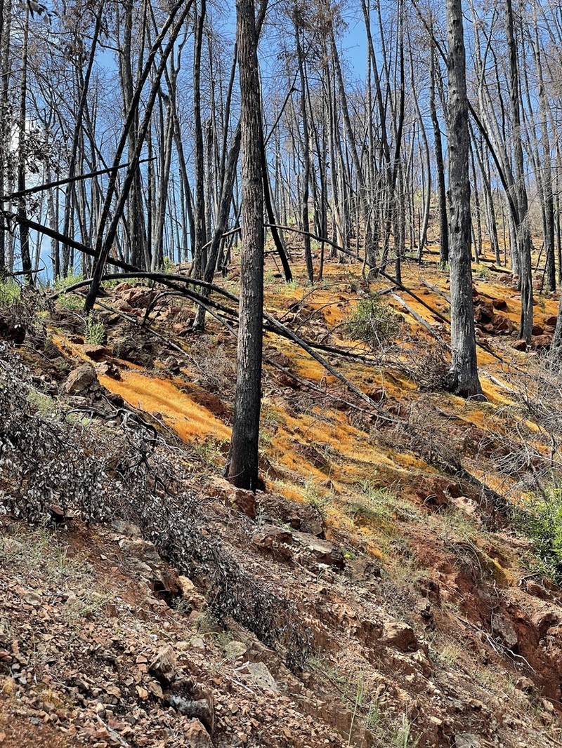 Funaria Moss photo 4