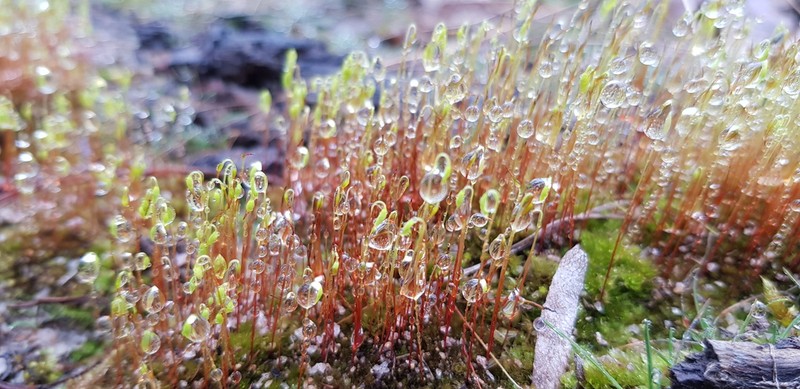 Funaria Moss photo 5