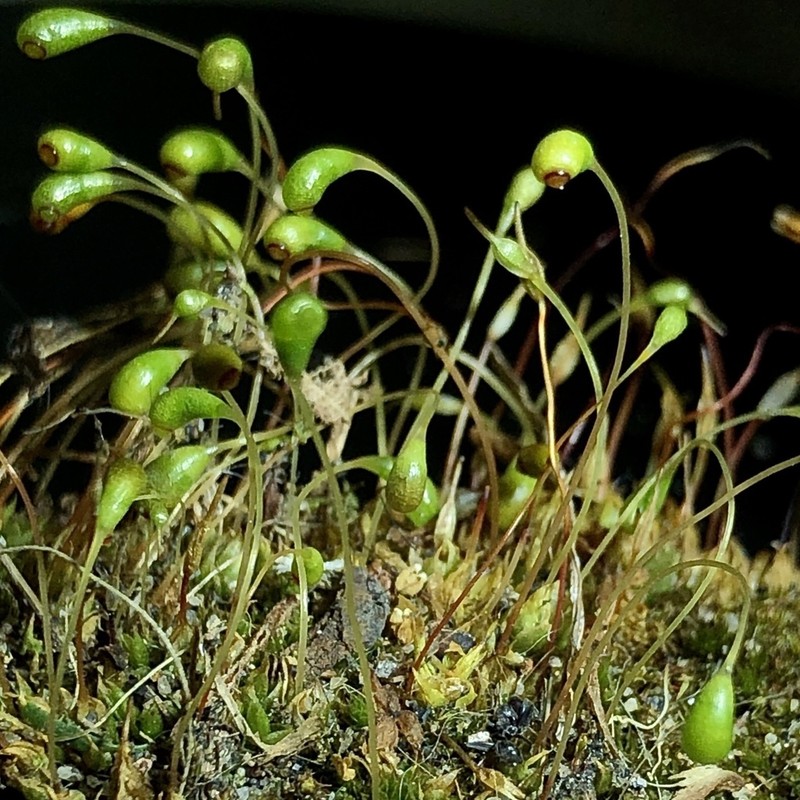 Funaria Moss photo 6