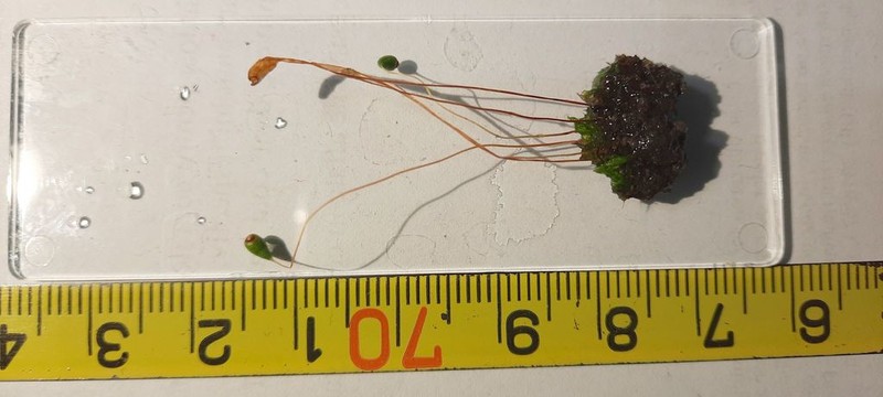 Funaria Moss photo 7