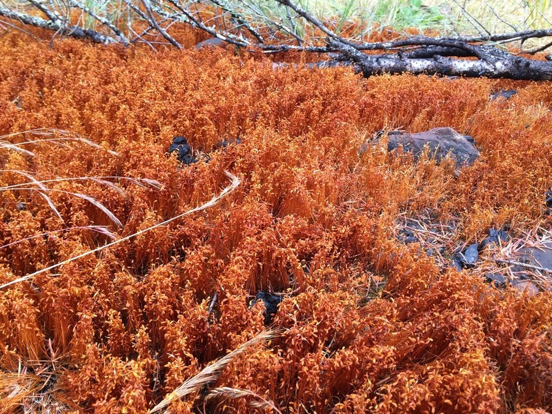 Funaria Moss photo 8