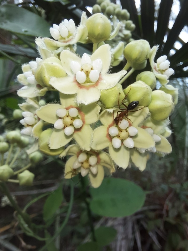 White Twinevine