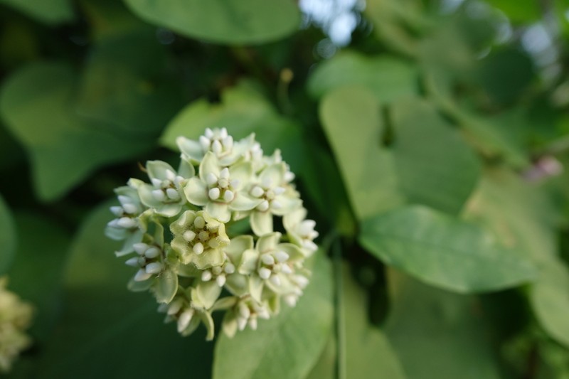 White Twinevine photo 2