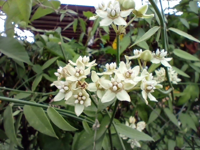 White Twinevine photo 3