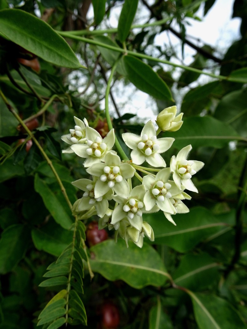 White Twinevine photo 4