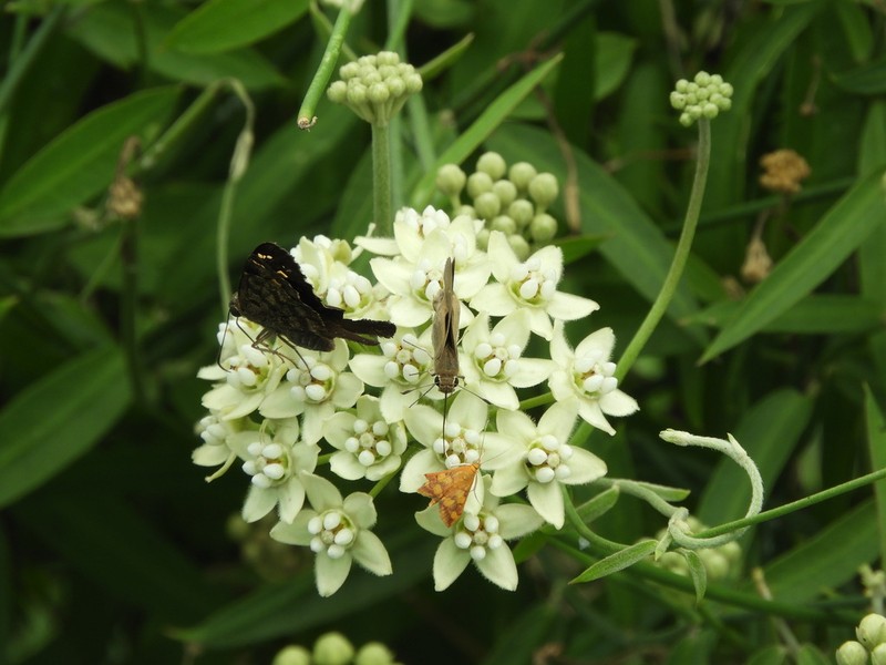 White Twinevine photo 5
