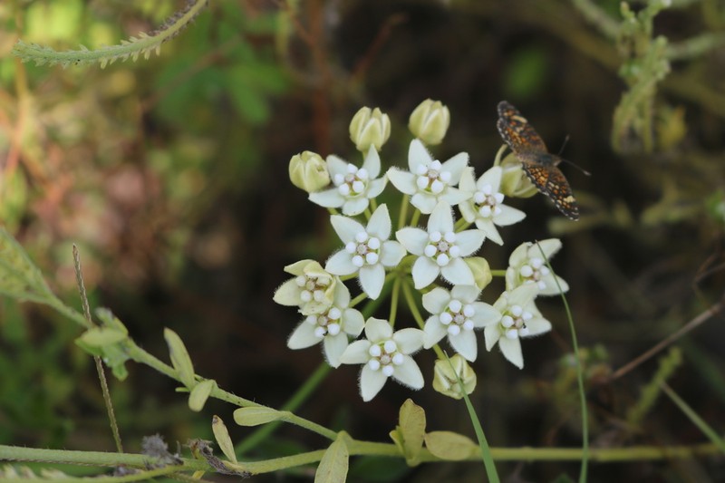 White Twinevine photo 6