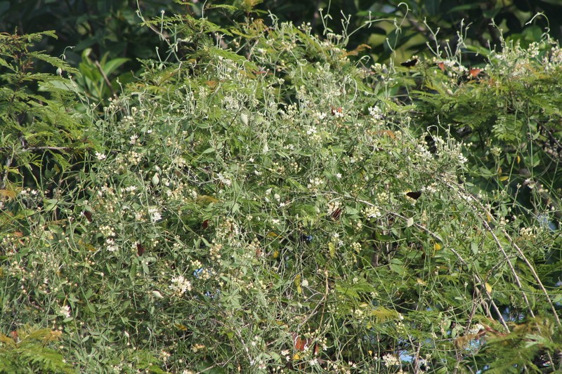 White Twinevine photo 7