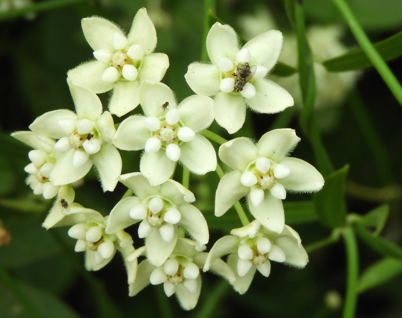 White Twinevine photo 8